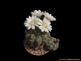 Gymnocalycium spec. 182